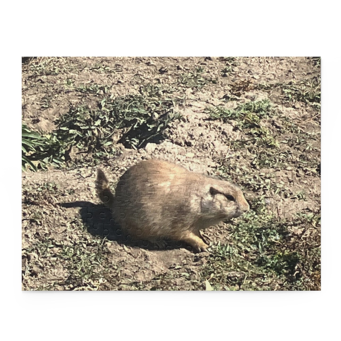 Prairie Dog in Nature Puzzle (120, 252, 500-Piece)