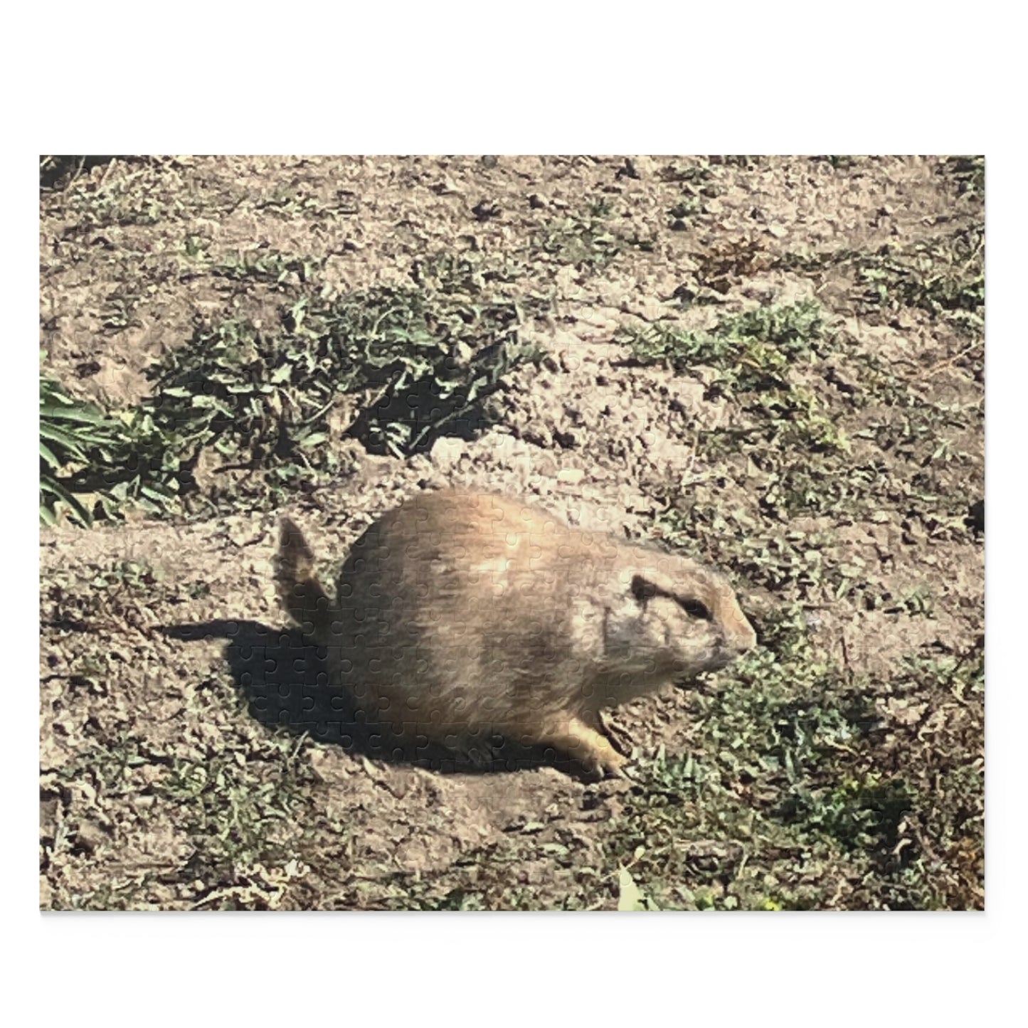 Prairie Dog in Nature Puzzle (120, 252, 500-Piece)