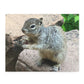 Squirrel in Nature Puzzle (120, 252, 500-Piece)