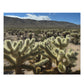 Joshua Tree National Park Cholla Cactus Garden Scenic Puzzle (120, 252, 500-Piece)