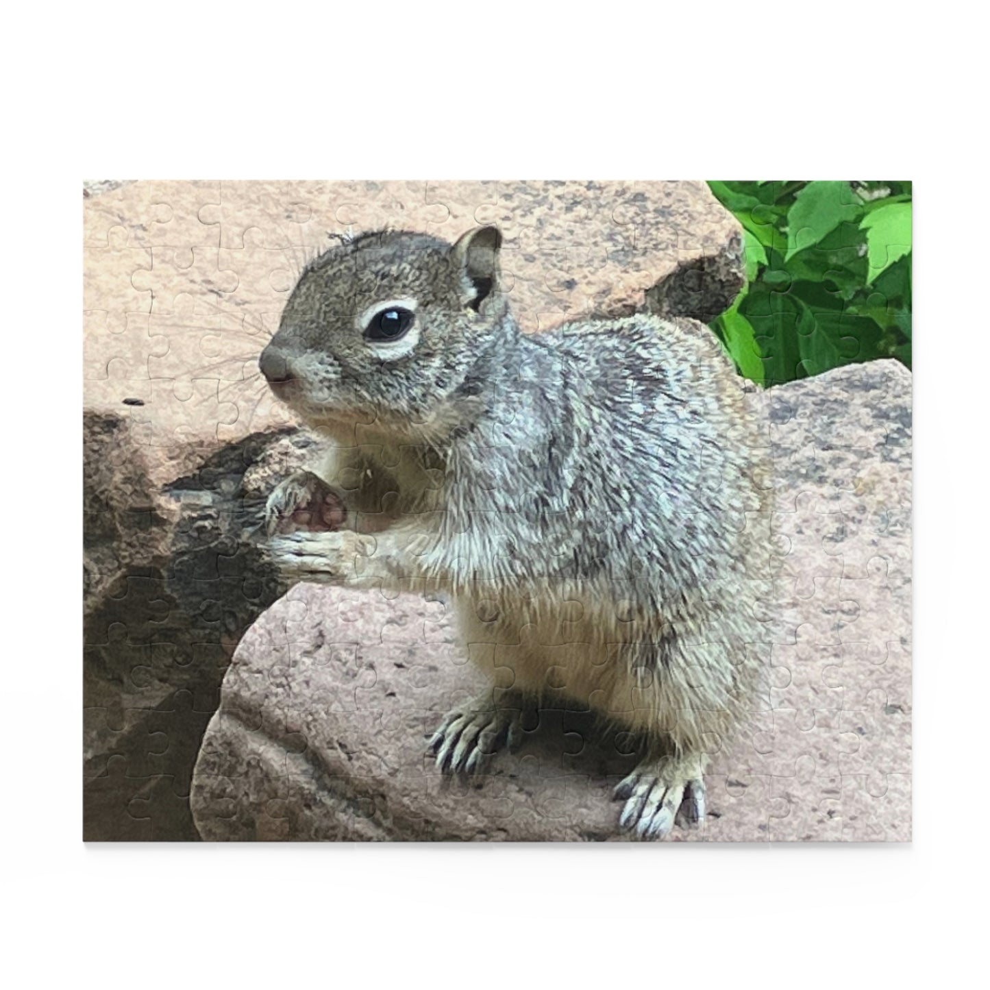 Squirrel in Nature Puzzle (120, 252, 500-Piece)