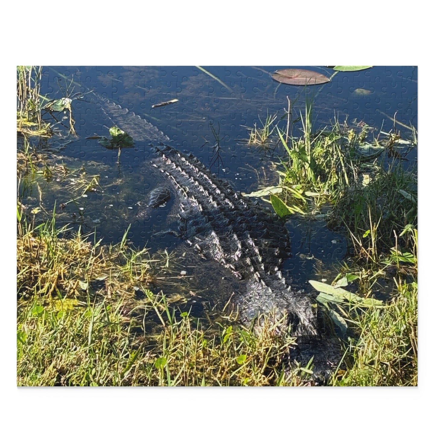 Everglades National Park Scenic Puzzle (120, 252, 500-Piece)