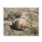 Prairie Dog in Nature Puzzle (120, 252, 500-Piece)