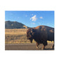 Theodore Roosevelt National Park Bison Puzzle (120, 252, 500-Piece)